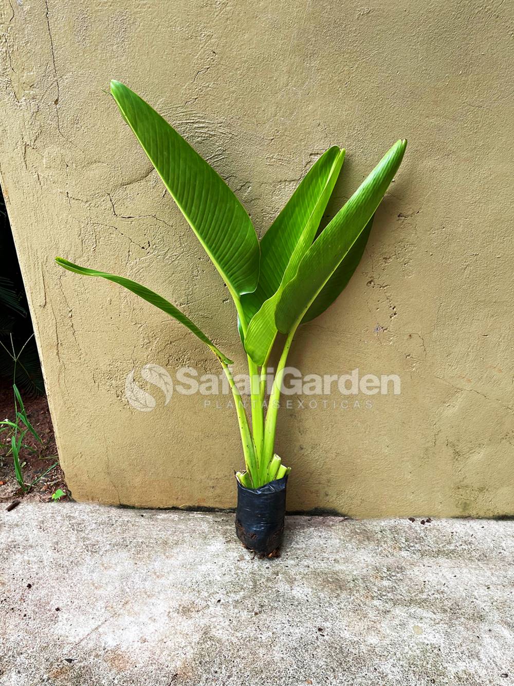 Cultivo de Ravenala
