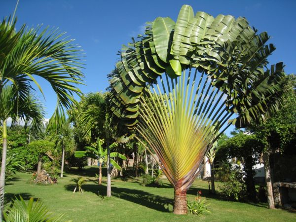 Planta escultural tropical