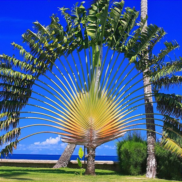 Paisagismo com plantas exóticas