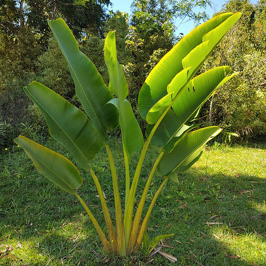 Cultivo de Ravenala
