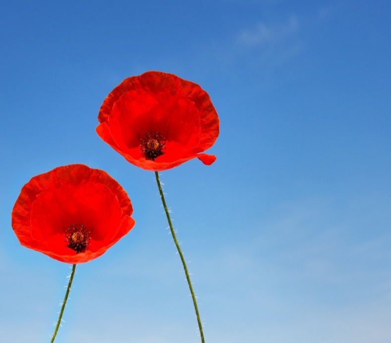 significado espiritual da flor papoula