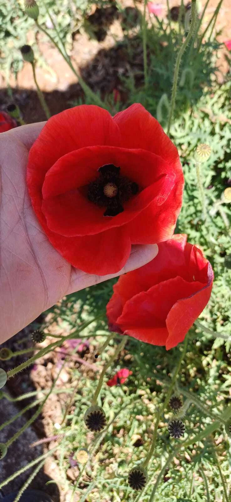 Diferença entre papoula e hibisco
