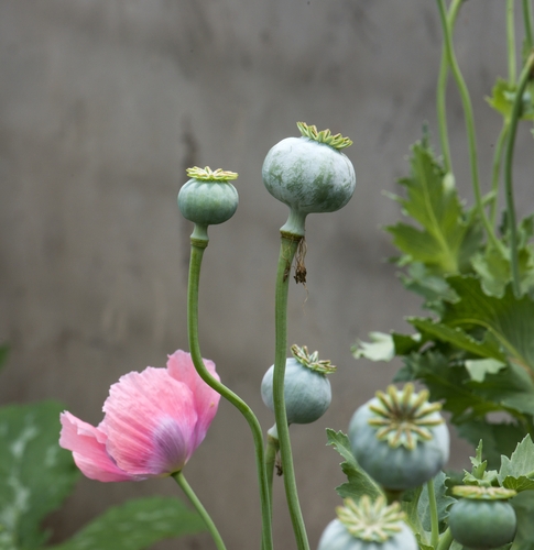 Papaver rhoeas