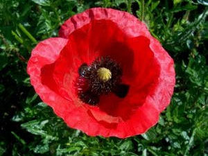 erros comuns no cultivo de papoulas