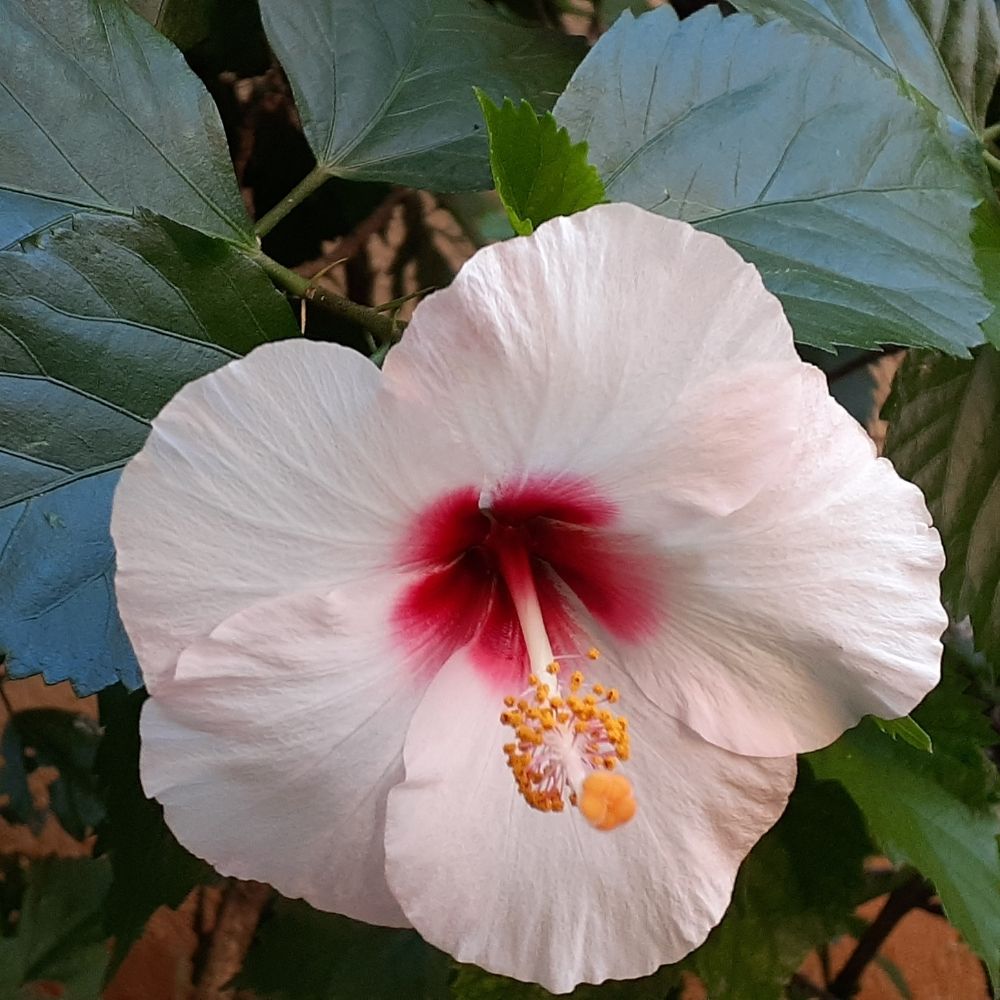 semente de papoula ANVISA