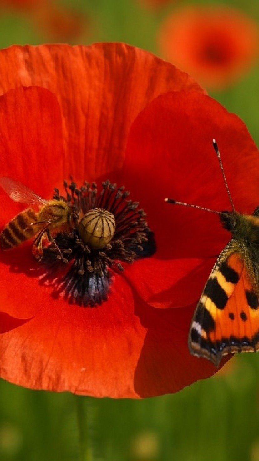 semente de papoula ANVISA