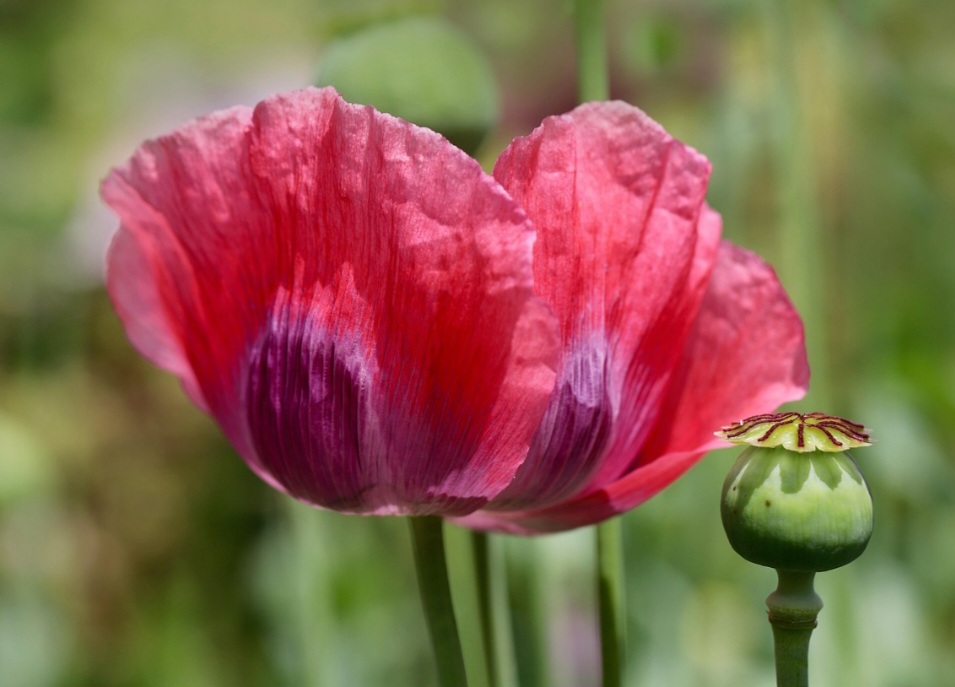 portaria 344/98 plantas