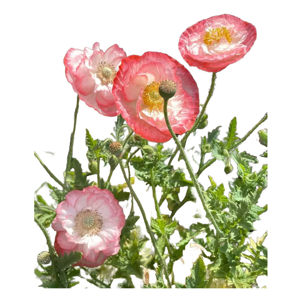 papoula proibida brasil