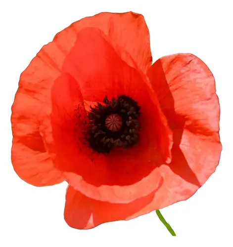 cultivo papoula brasil