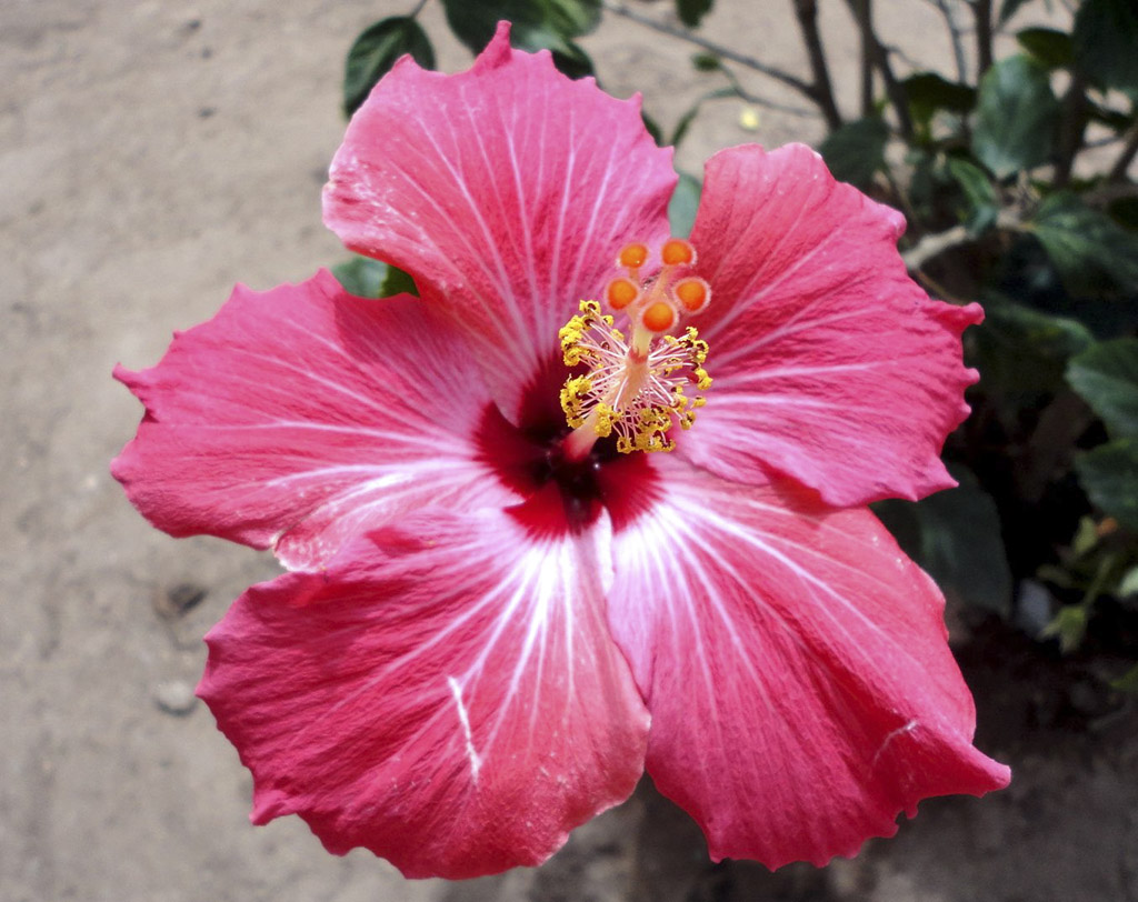 portaria 344/98 plantas