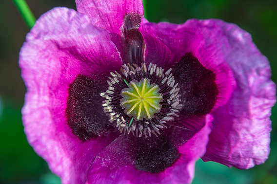 papaver somniferum brasil