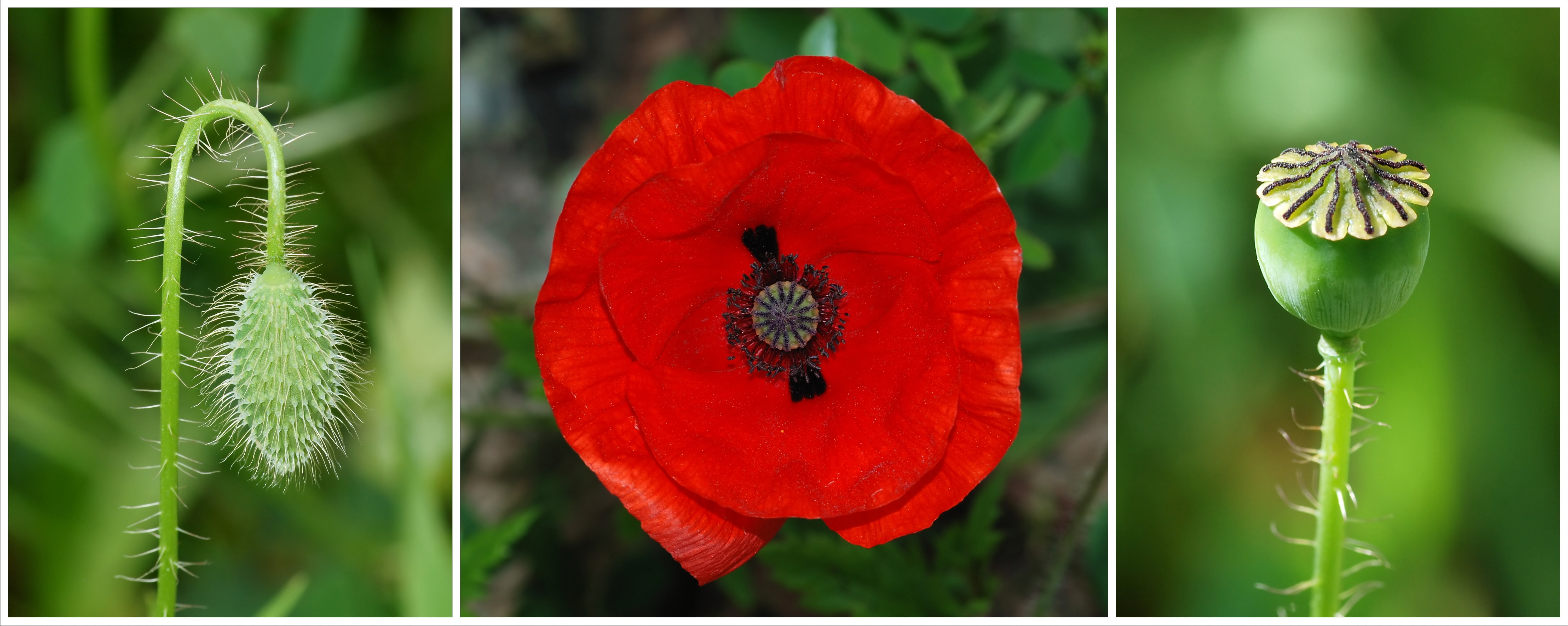 Papaver somniferum proibição