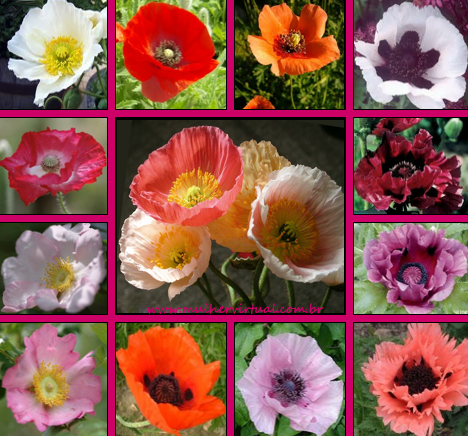 papoula e hibisco