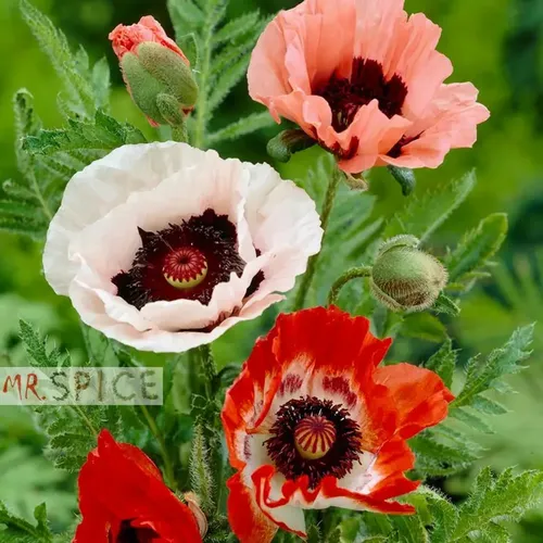 Papaver rhoeas