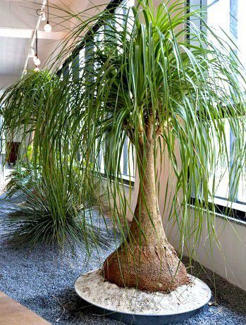 Beaucarnea recurvata cuidados