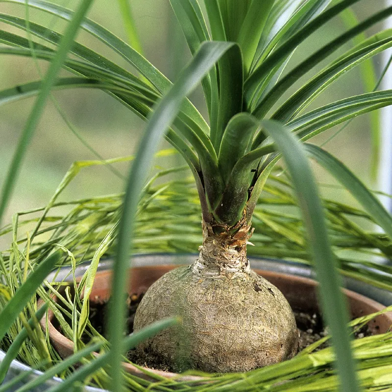 Planta pata de elefante preço