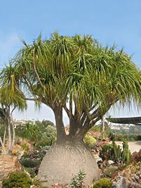 Pata de elefante ornamental