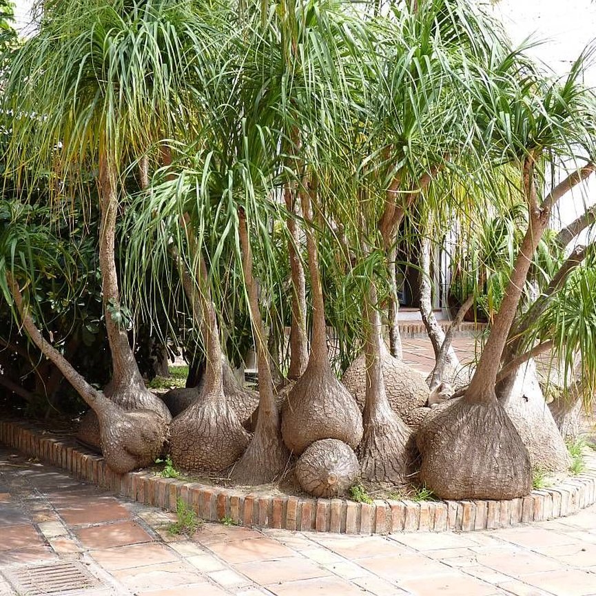 Pata de elefante no jardim