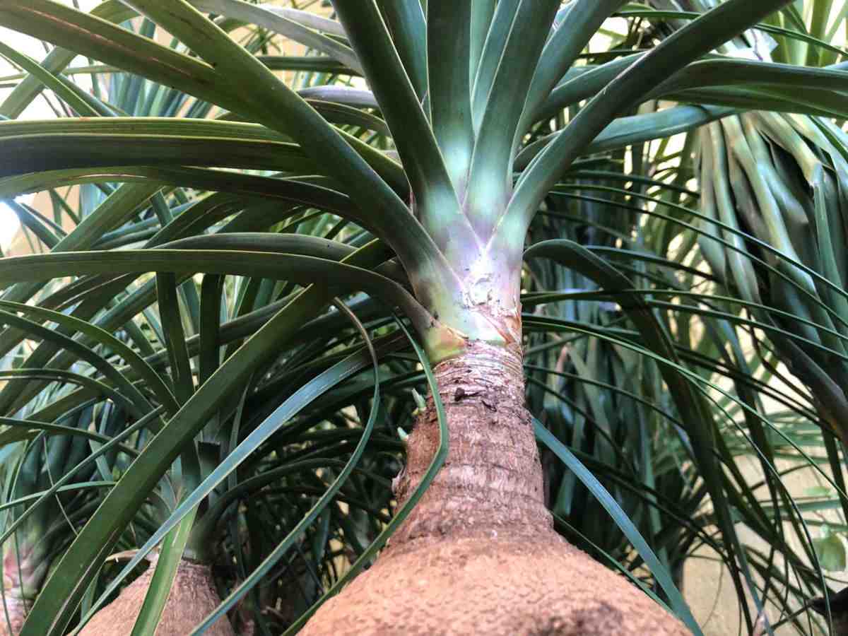 Pata de elefante solo bem drenado