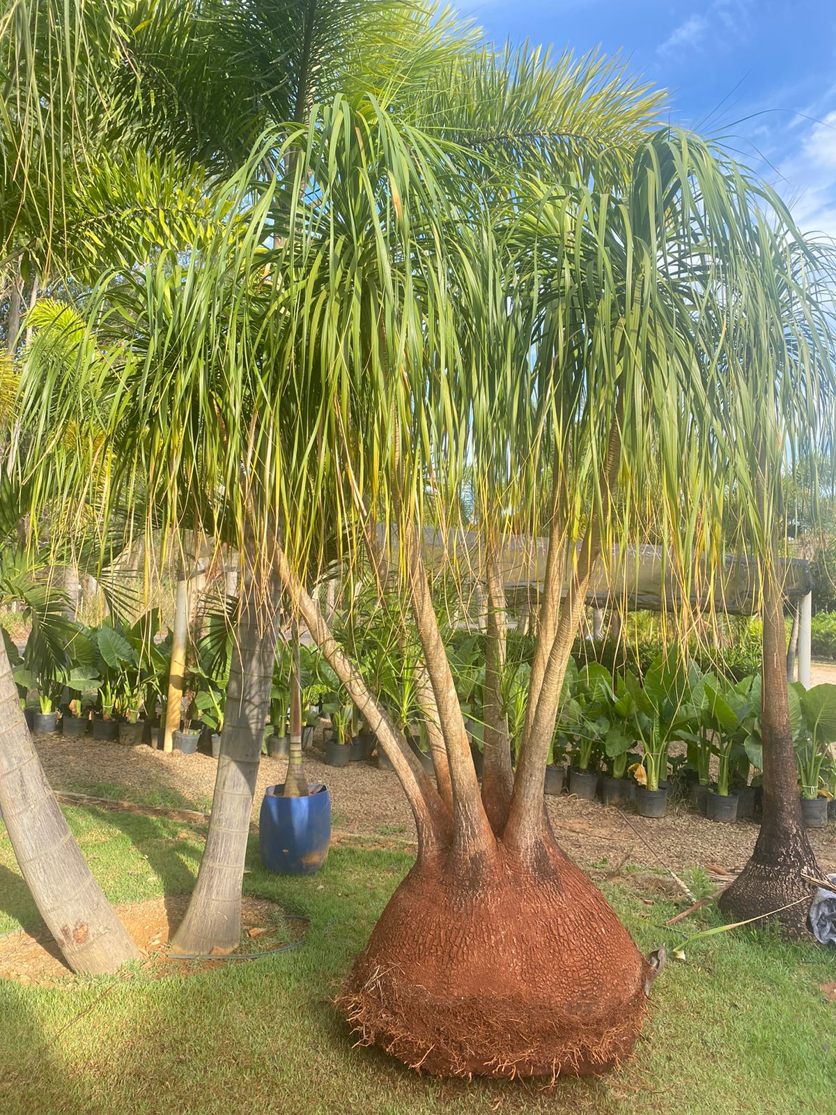 Pata de elefante Beaucarnea recurvata