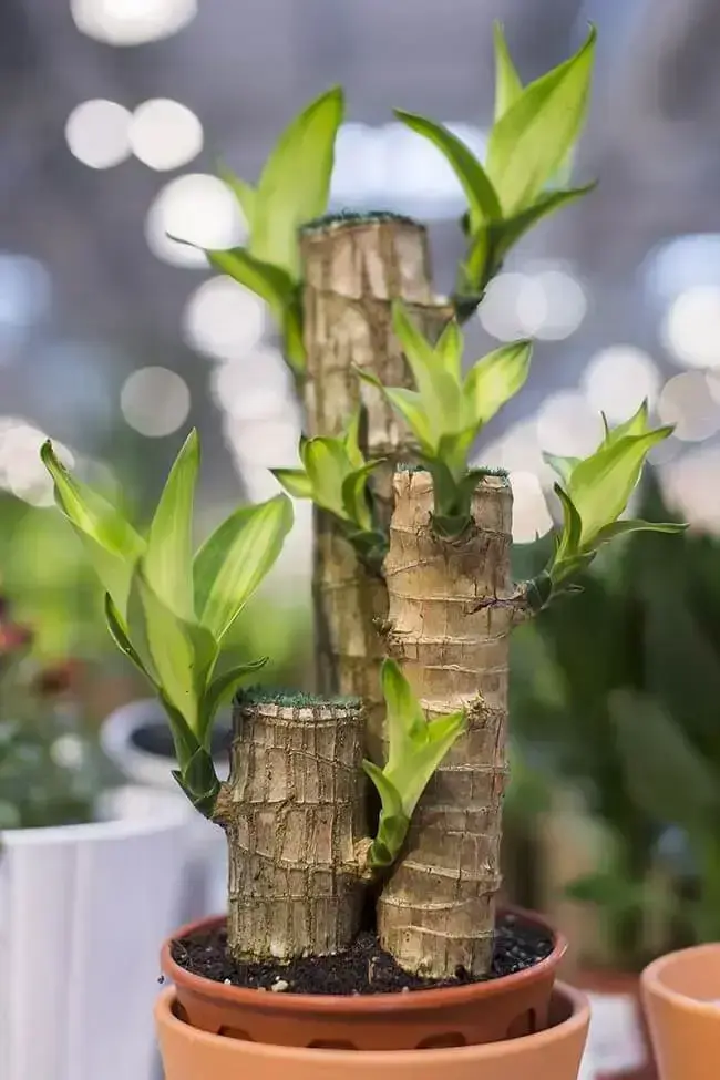 Dracaena fragrans