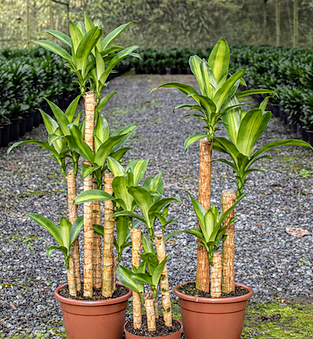 Dracena Pau d