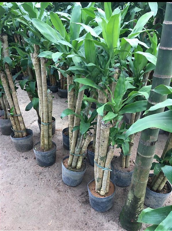 Dracena Pau d