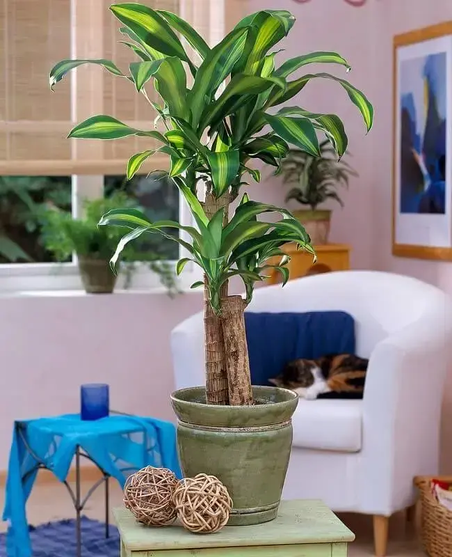 Coqueiro de Vênus
