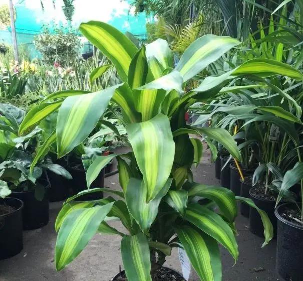 Planta purificadora de ar