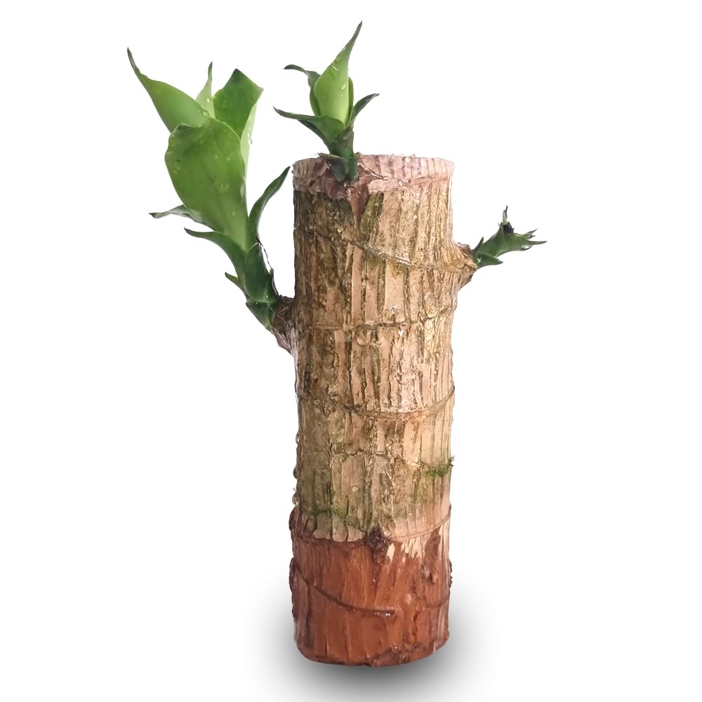 Planta para escritório