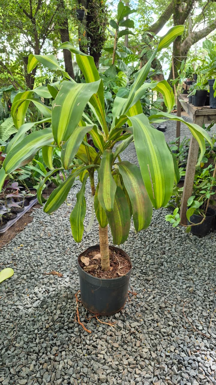 Feng Shui planta