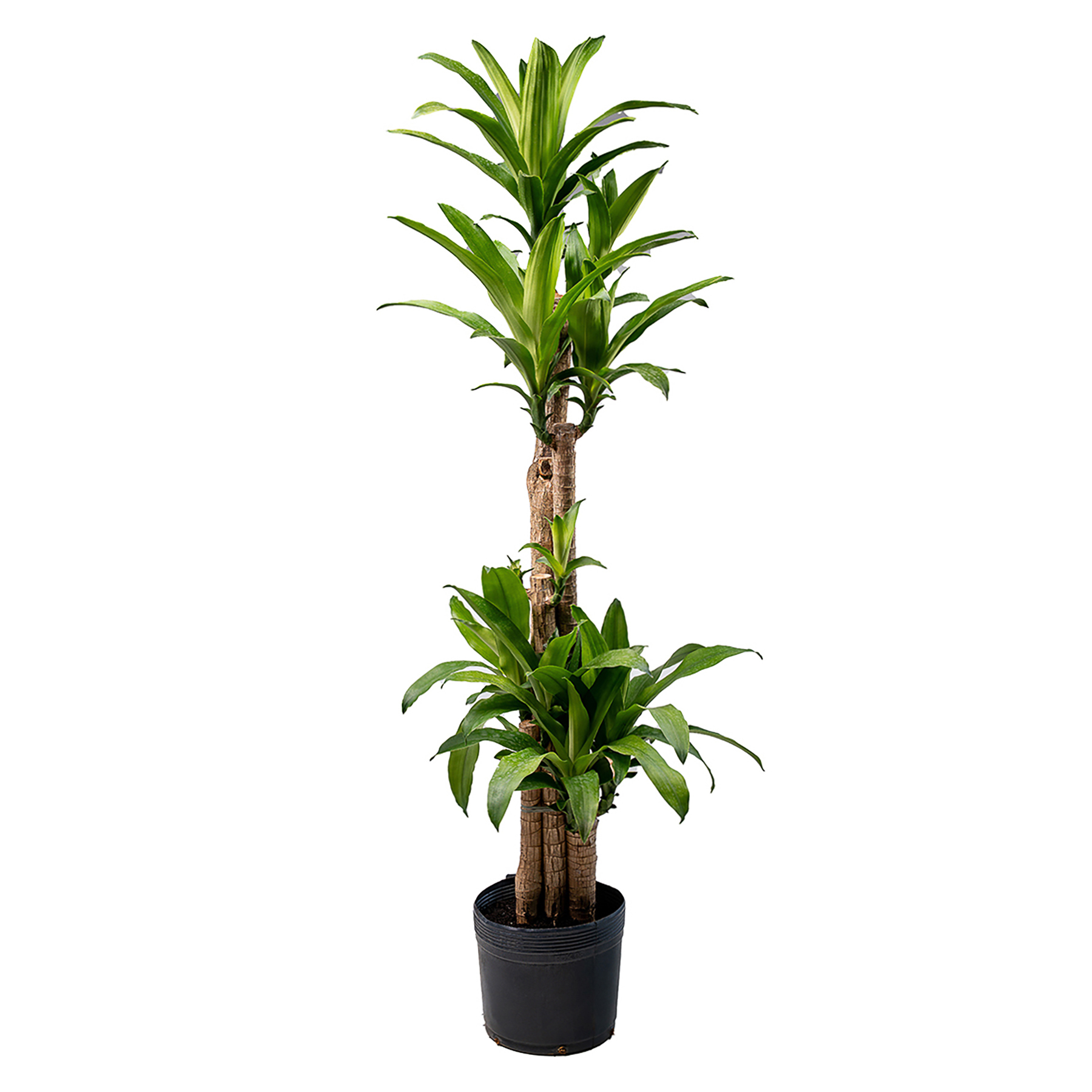 Dracaena fragrans