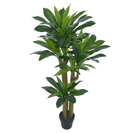 Dracena Pau d