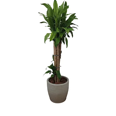 Planta para escritório