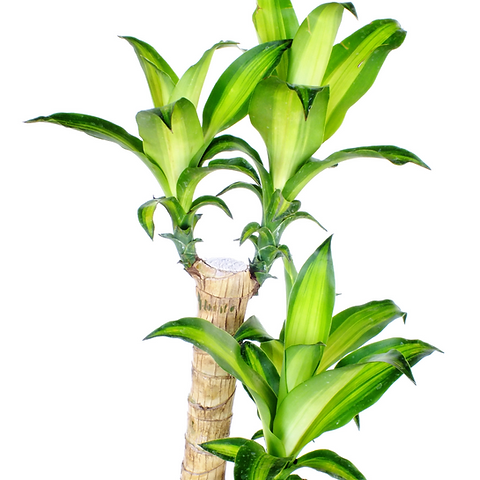 Planta purificadora de ar