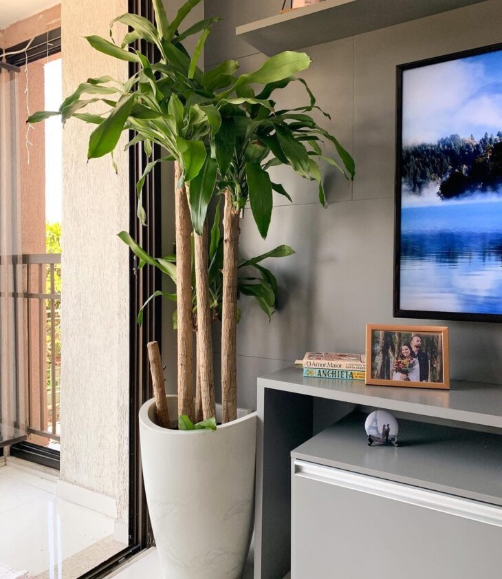 Planta para escritório