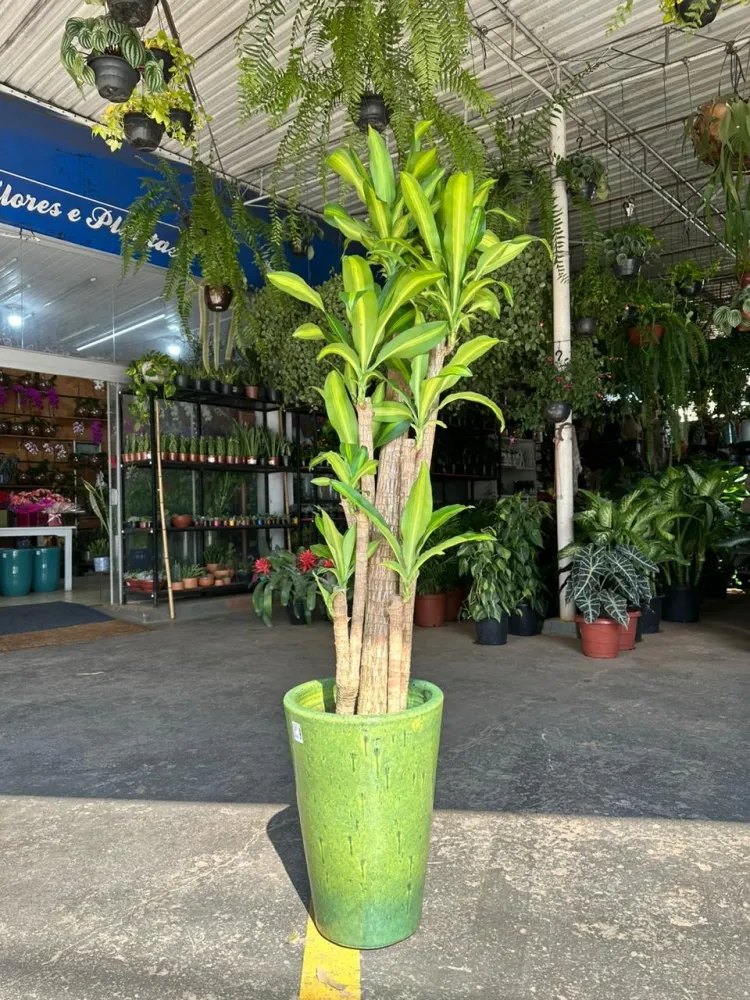 Feng Shui planta