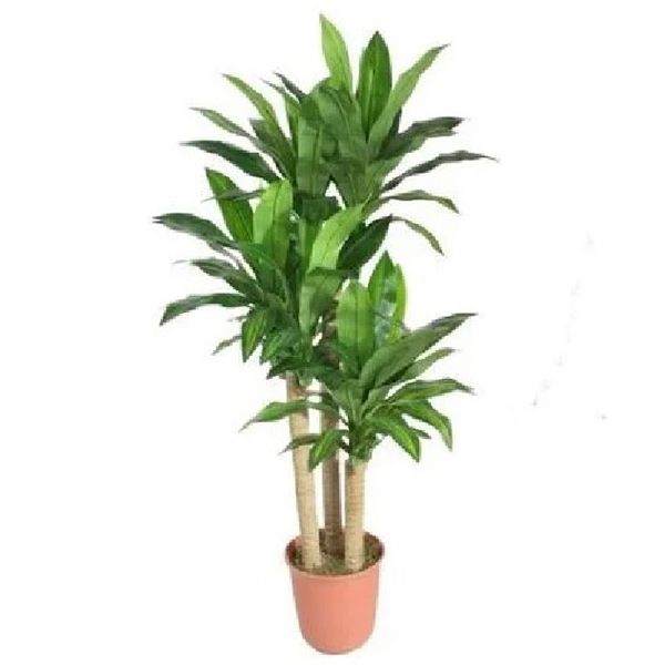 Comprar muda Pau d