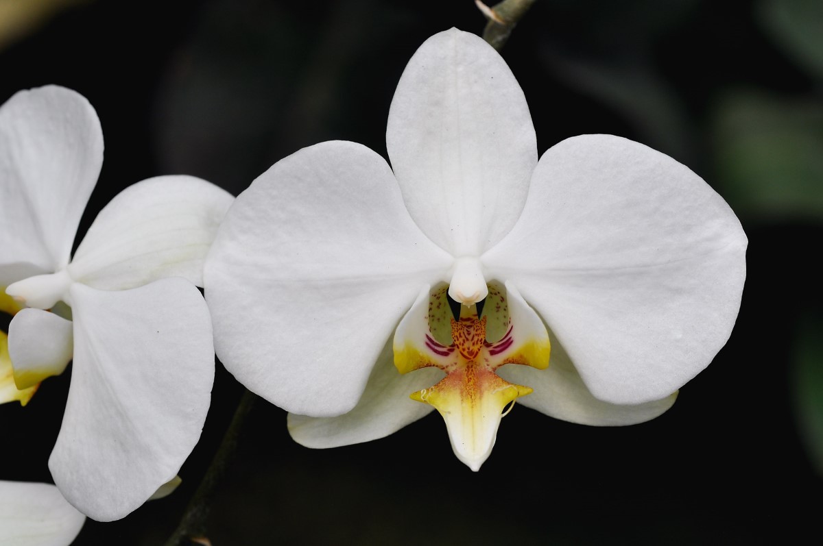 Orquídea Mariposa cuidados