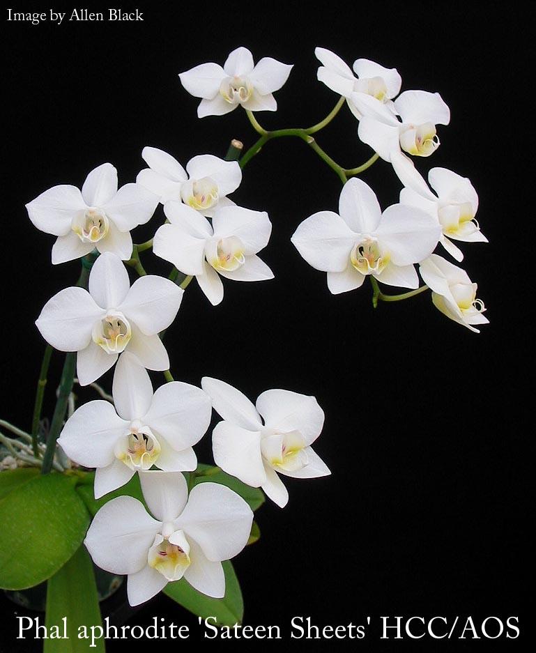 Phalaenopsis Aphrodite preço
