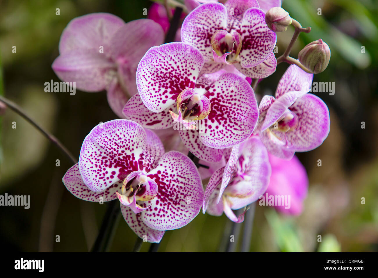 Como cuidar de Phalaenopsis Aphrodite