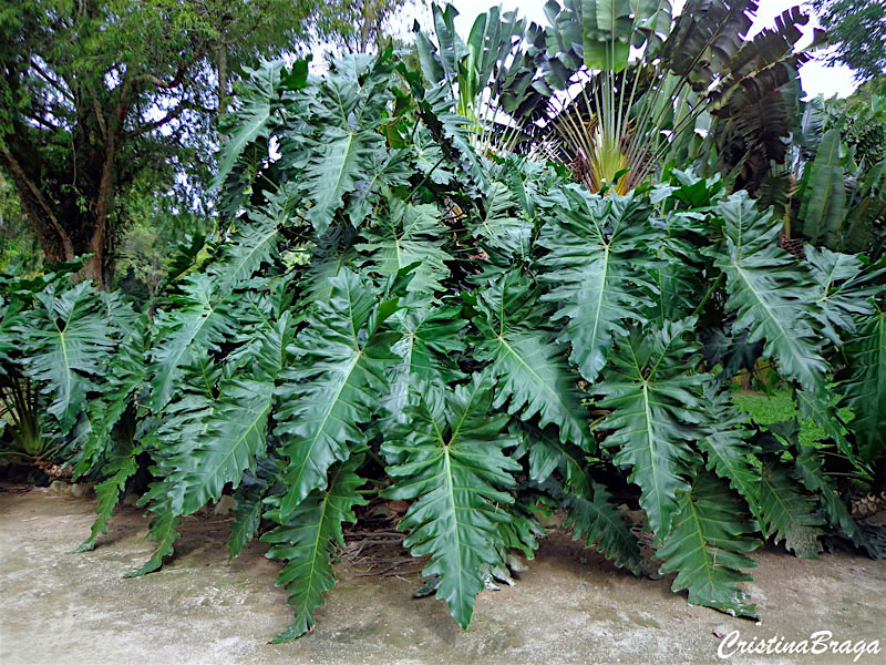 Philodendron ondulado cultivo