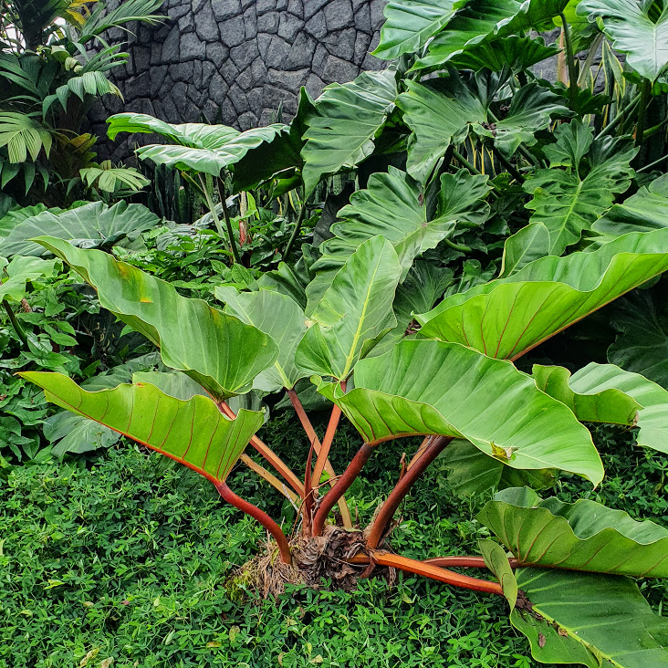 Philodendron ondulado rega