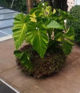 Philodendron ondulado manutenção