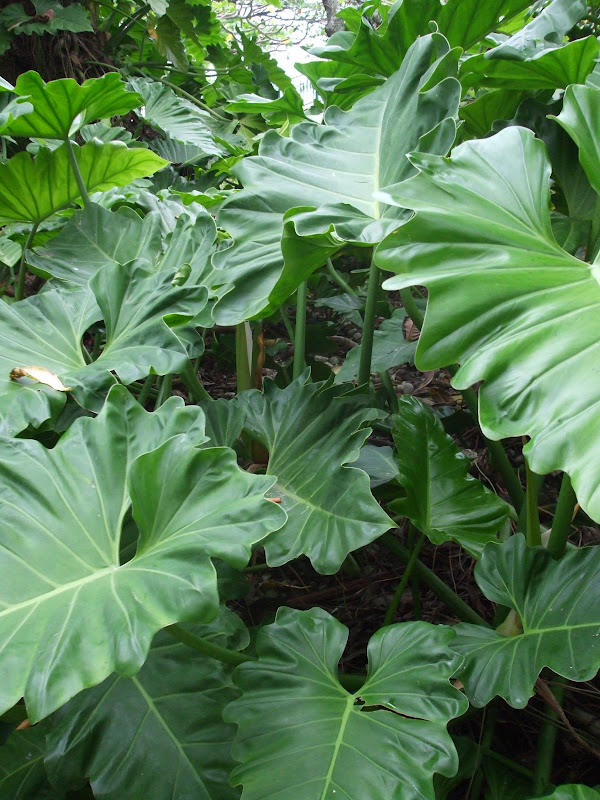 Philodendron ondulado resistência