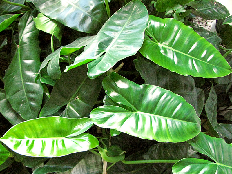 Philodendron ondulado raízes aéreas