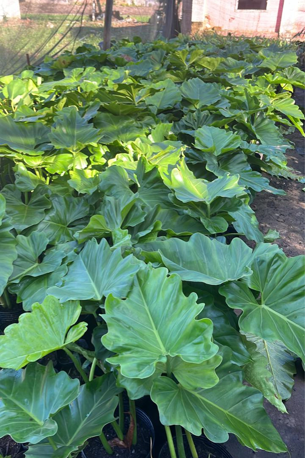 Philodendron ondulado folhas