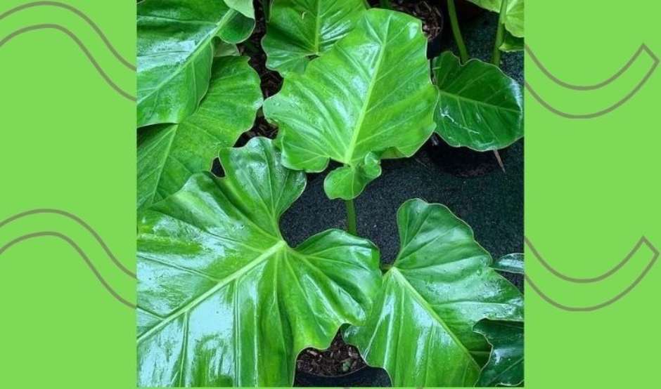 Philodendron ondulado América do Sul
