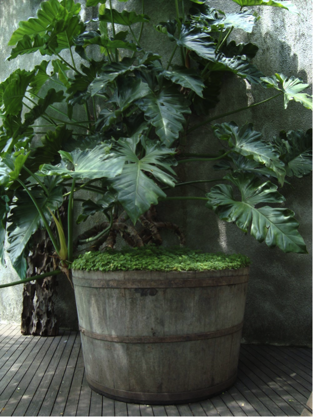 Thaumatophyllum undulatum cuidados
