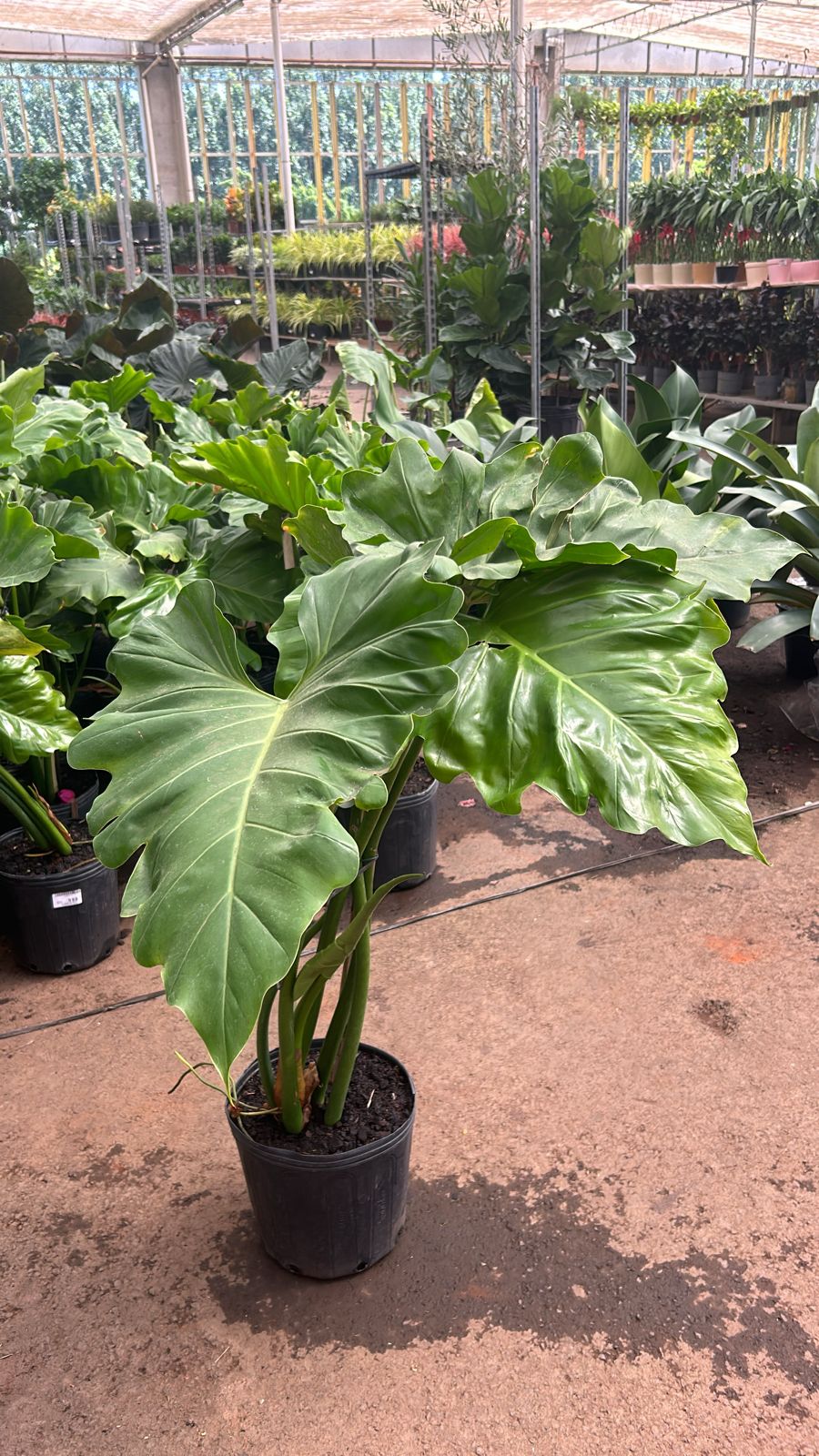 Philodendron undulatum planta